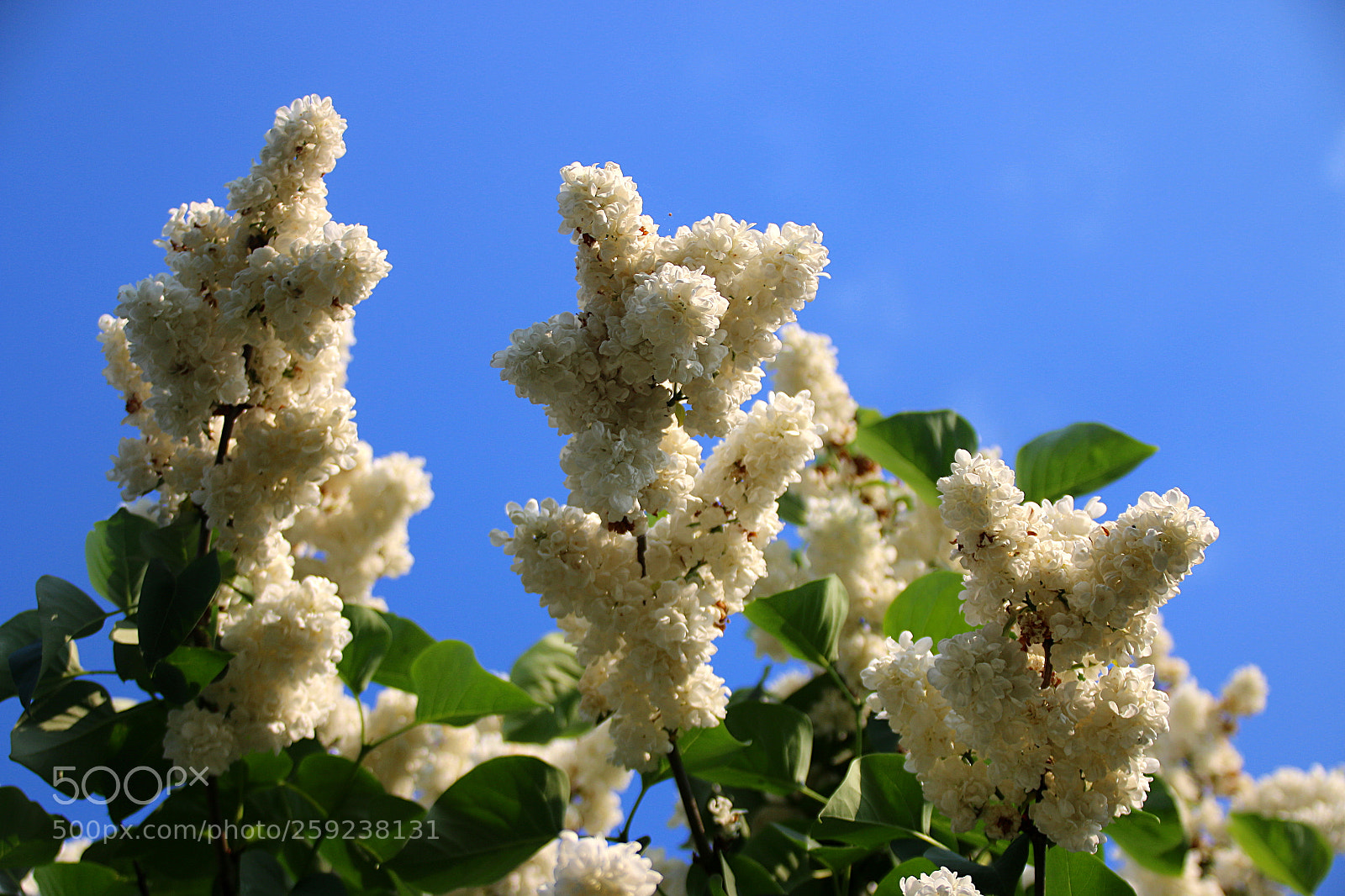 Canon EF 75-300mm F4.0-5.6 IS USM sample photo. Syringa vulgaris photography