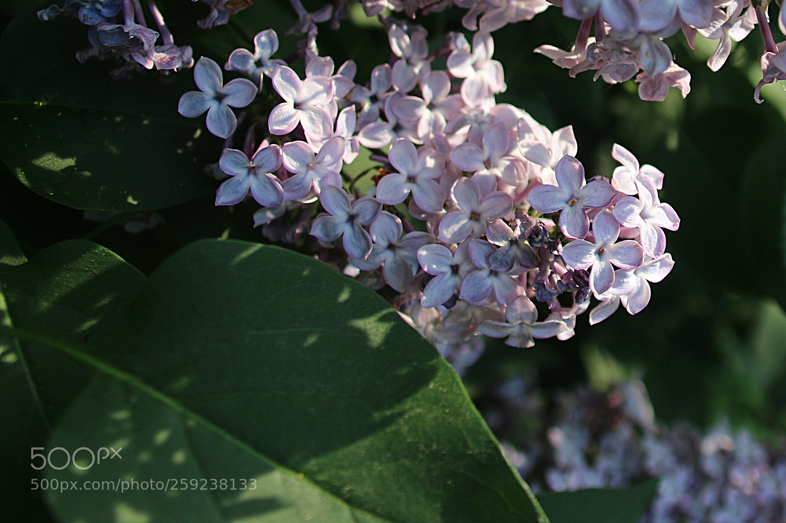 Canon EF 75-300mm F4.0-5.6 IS USM sample photo. Syringa vulgaris photography