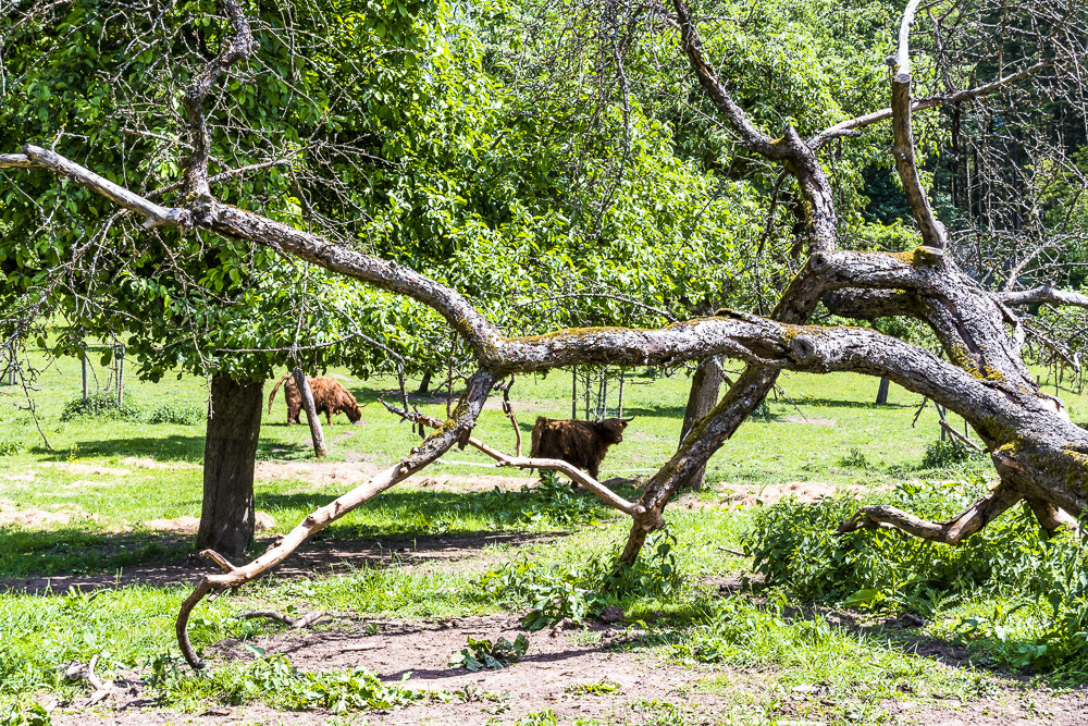Nikon D500 sample photo. Shelter photography