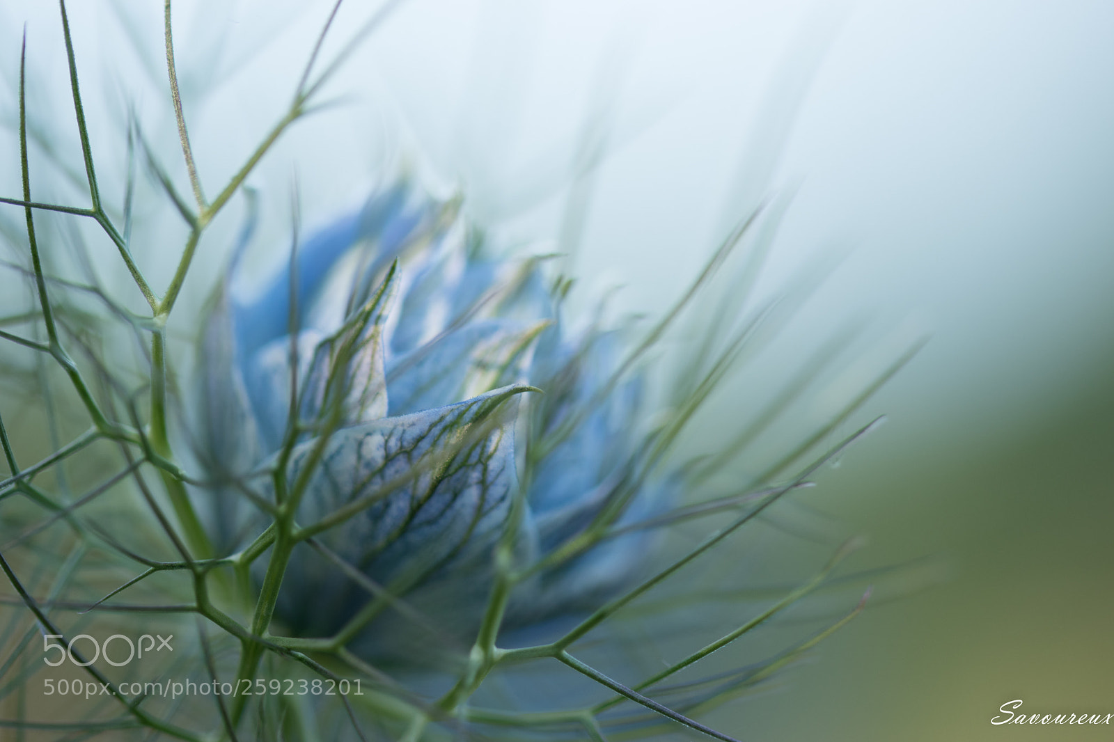 Nikon D5500 sample photo. Nigelle photography