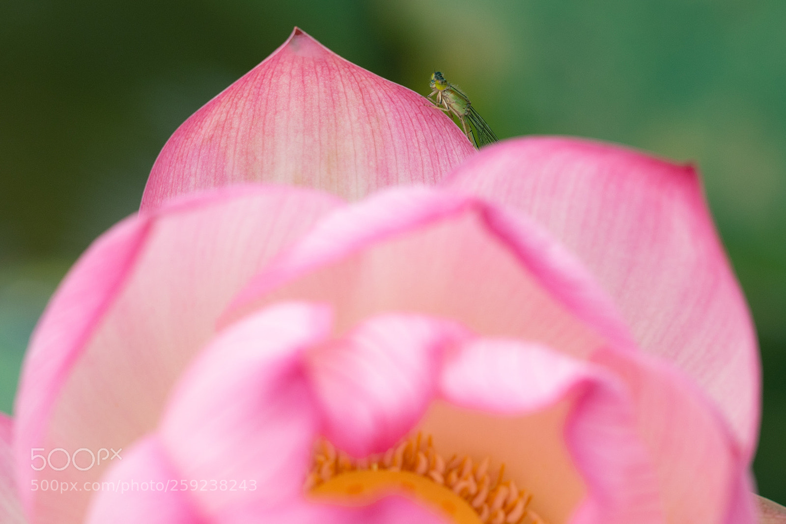 Canon EOS 7D Mark II sample photo. Lotus and ... photography