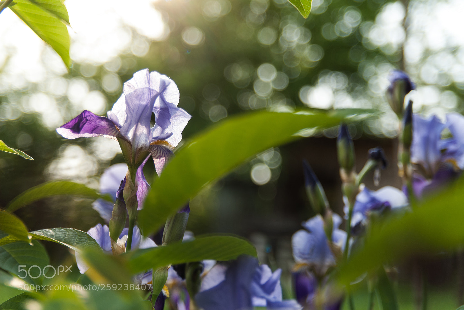 Nikon D200 sample photo. Max photography