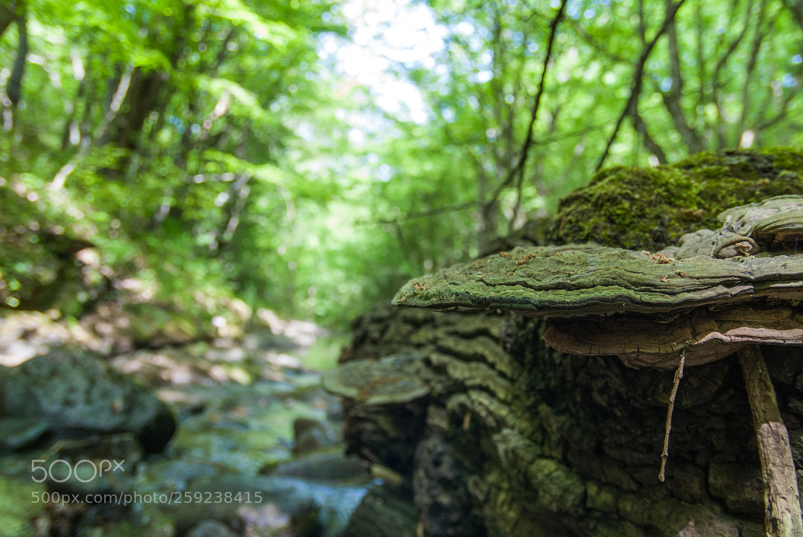 Nikon D200 sample photo. Paradise lost in time photography