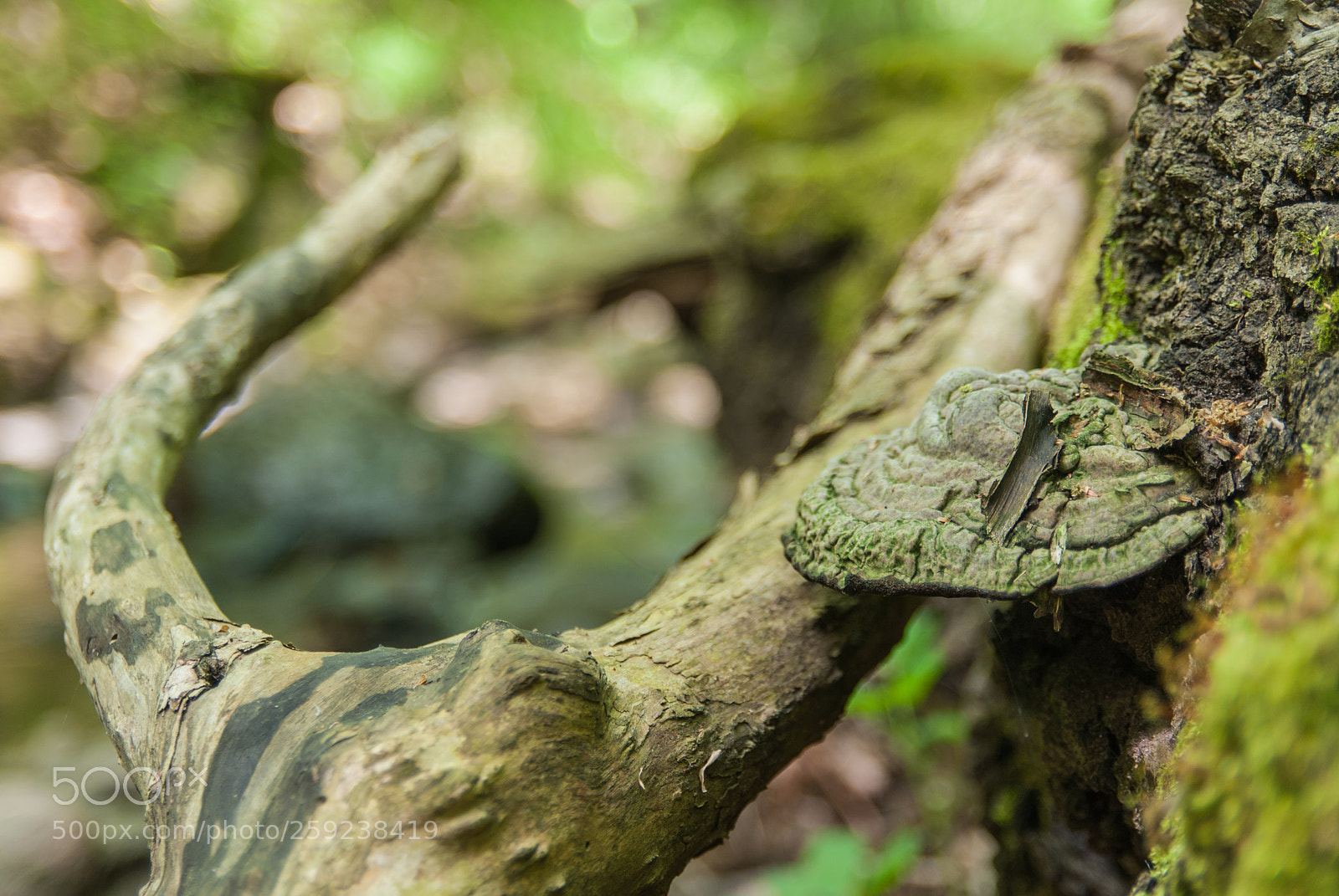 Nikon D200 sample photo. Stuck in paradise photography