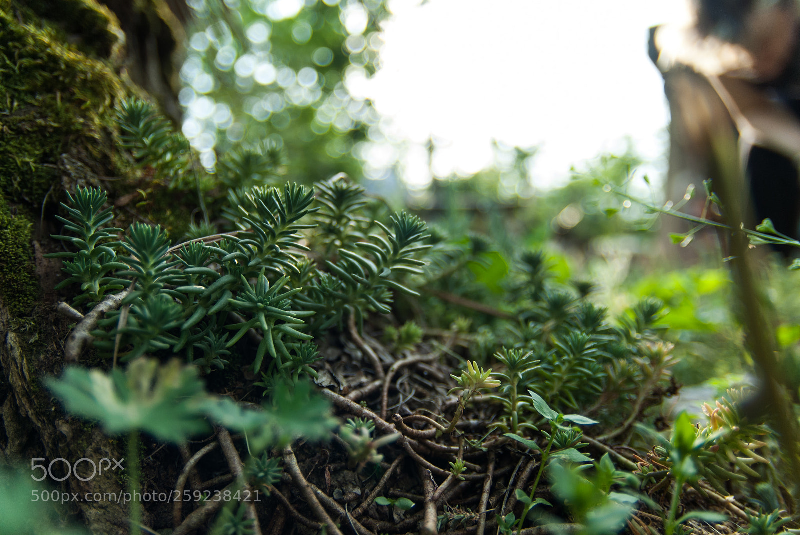 Nikon D200 sample photo. Max photography