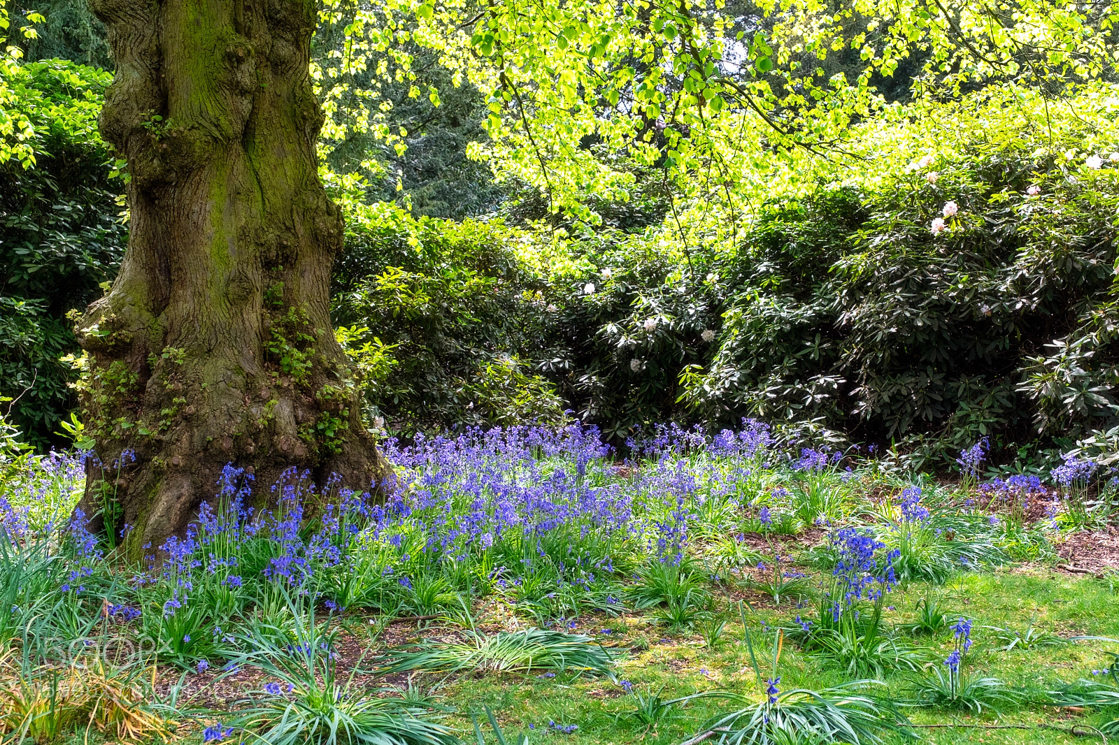 Fujifilm X-T2 sample photo. Bluebell photography