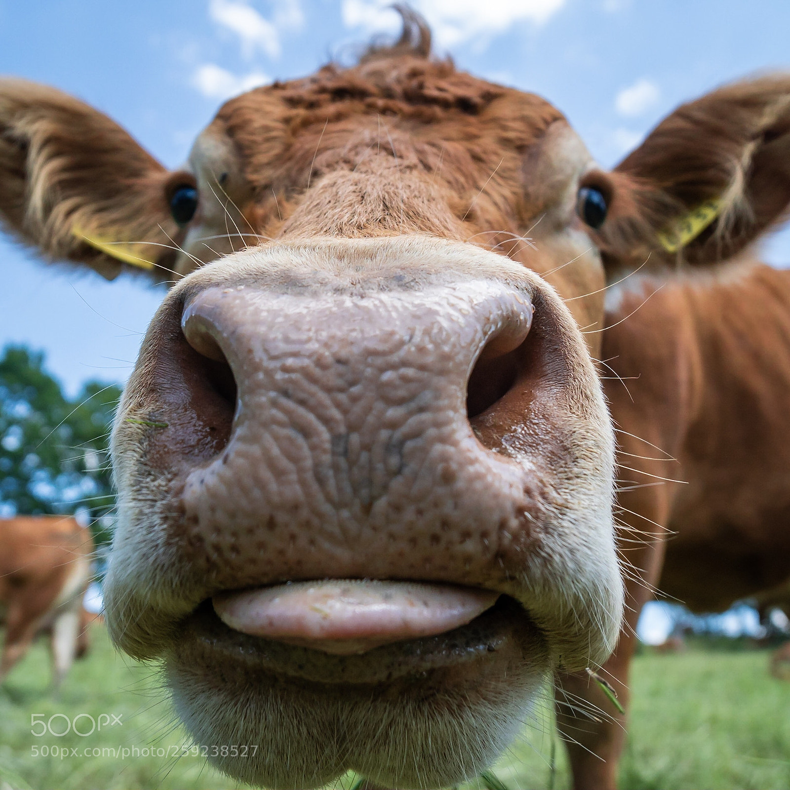 Sony a6300 sample photo. Begrüssungsküsschen photography