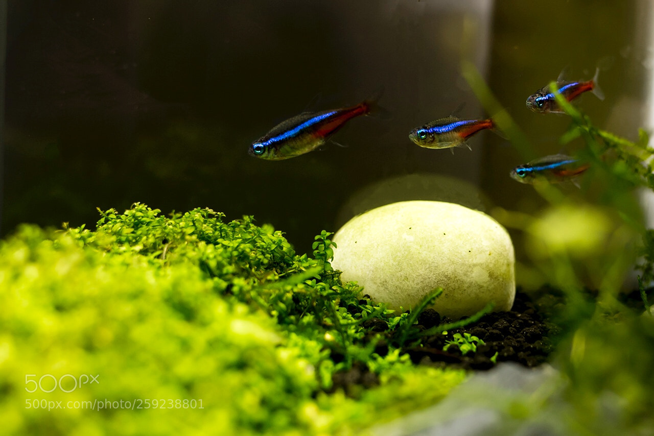 Nikon D750 sample photo. Fish photography