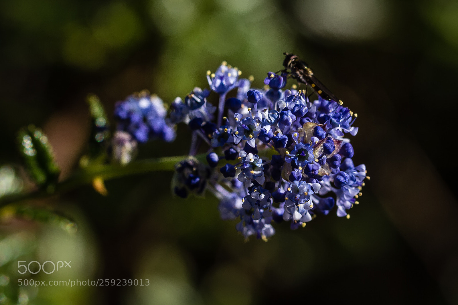 Canon EOS 60D sample photo. Ceanothus hearstiorum photography