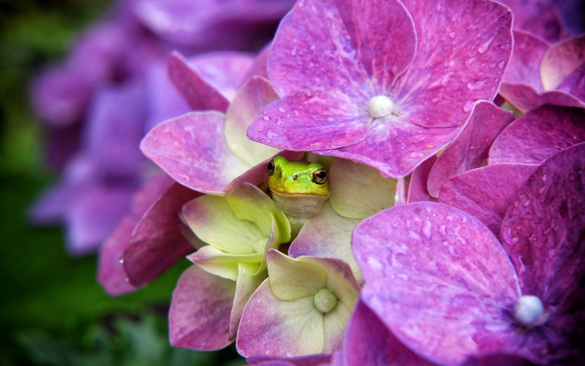 Fujifilm X-A1 sample photo. Hide-and-seek photography