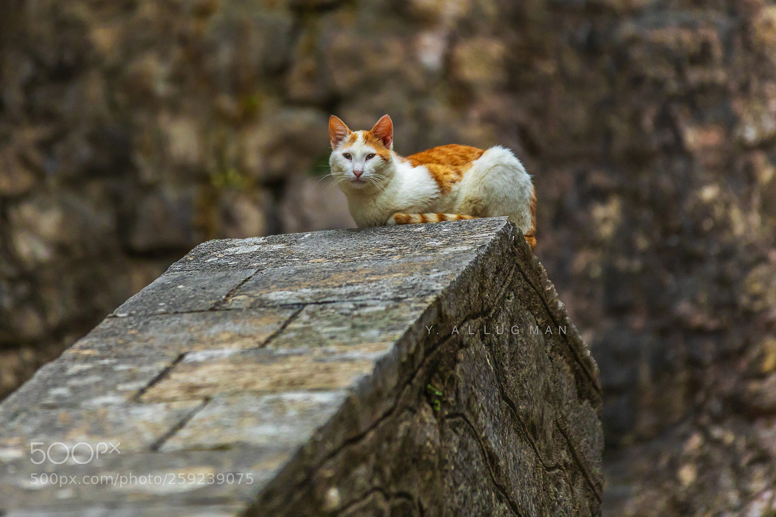 Canon EOS 5D Mark IV sample photo. Fa photography