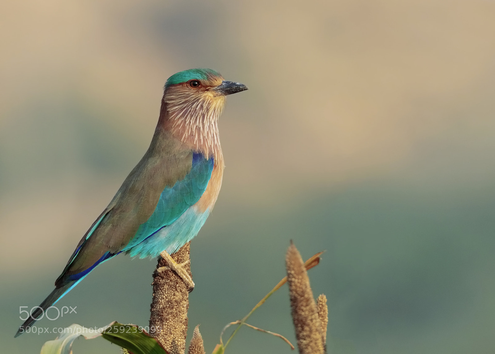 Canon EOS 7D Mark II sample photo. Indian roller photography