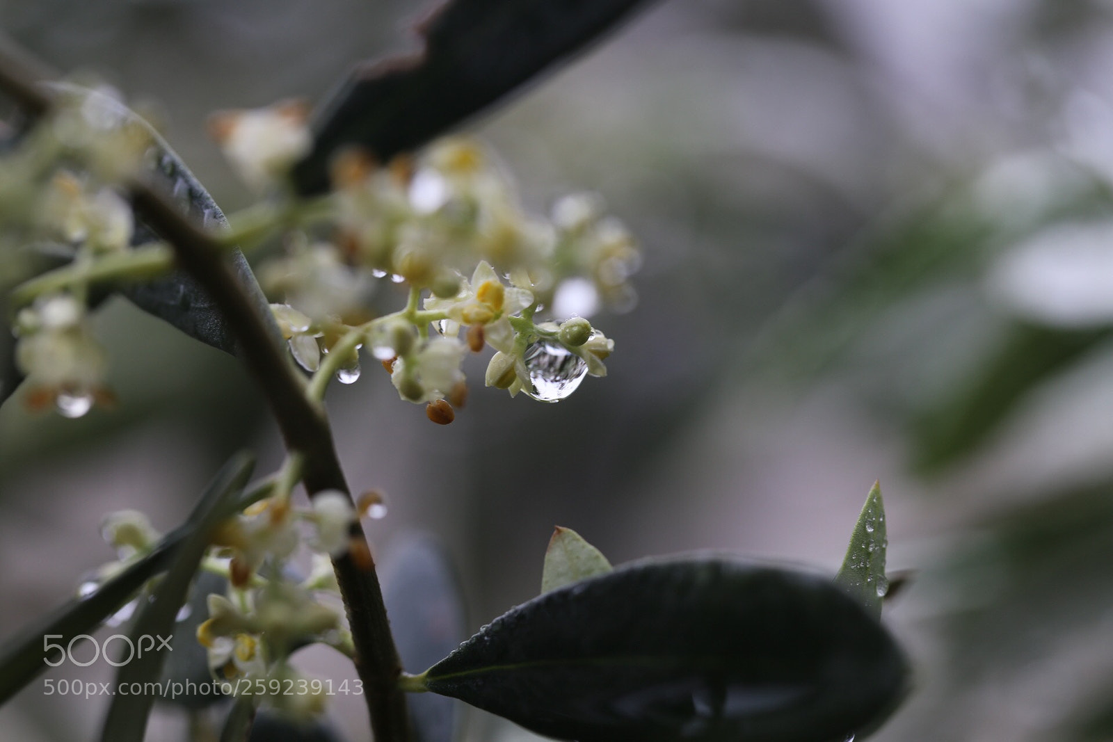 Canon EOS 6D sample photo. Olive and drop photography