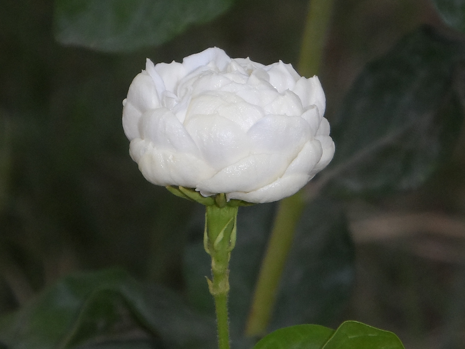 Samsung WB150 / WB150F / WB152 / WB152F / WB151 / WB151F / WB140 sample photo. Jasmine flower blooming shortly photography