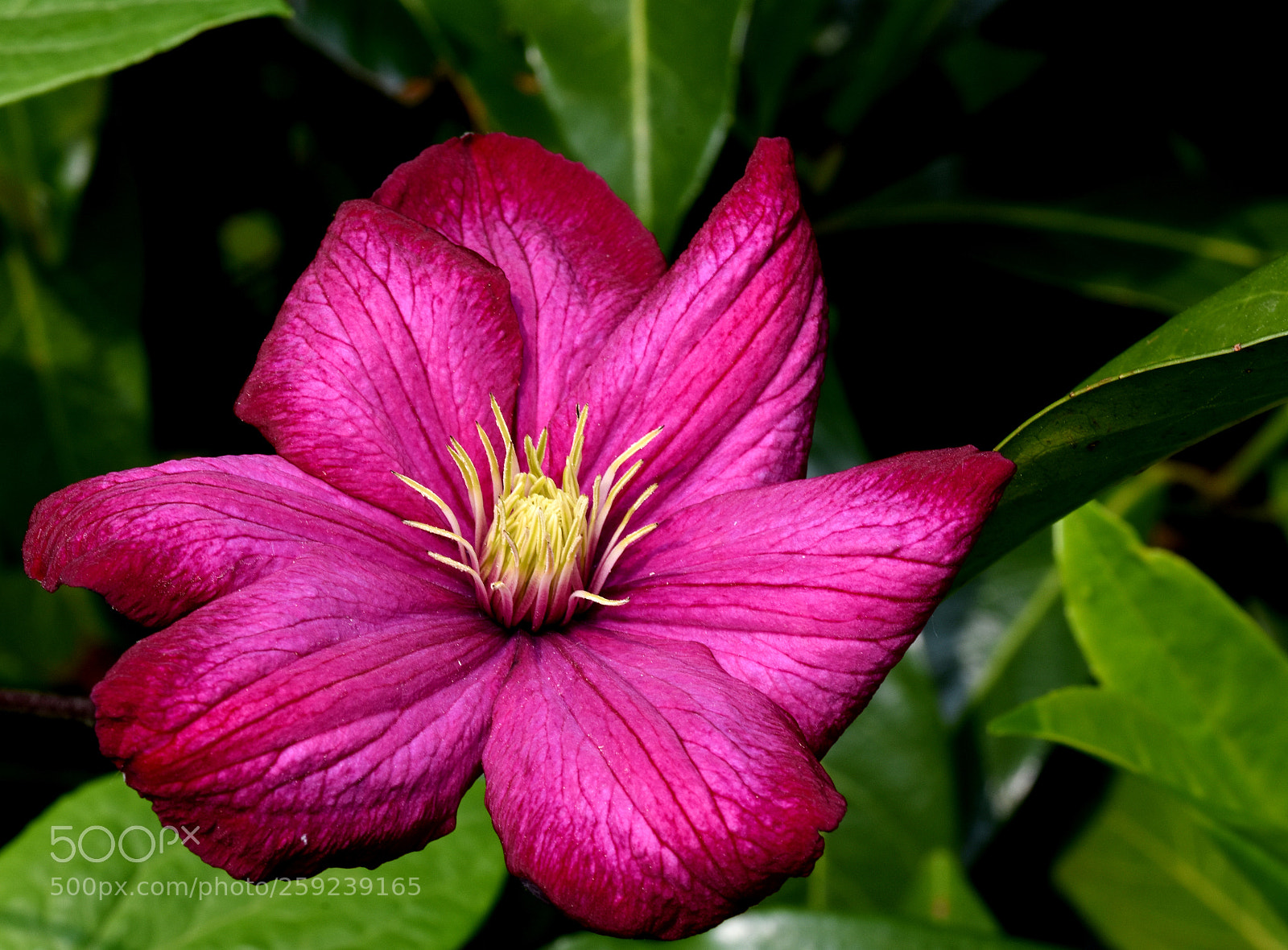 Nikon D7200 sample photo. Chambon flower photography