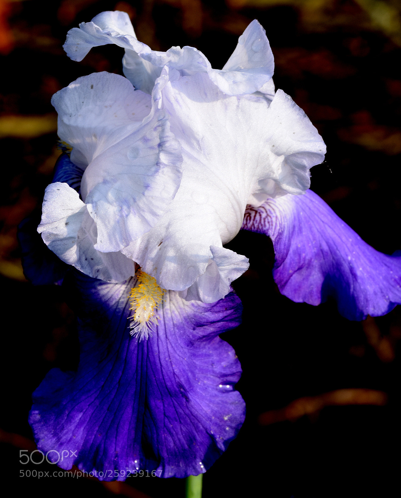 Nikon D7200 sample photo. Cambon flower photography