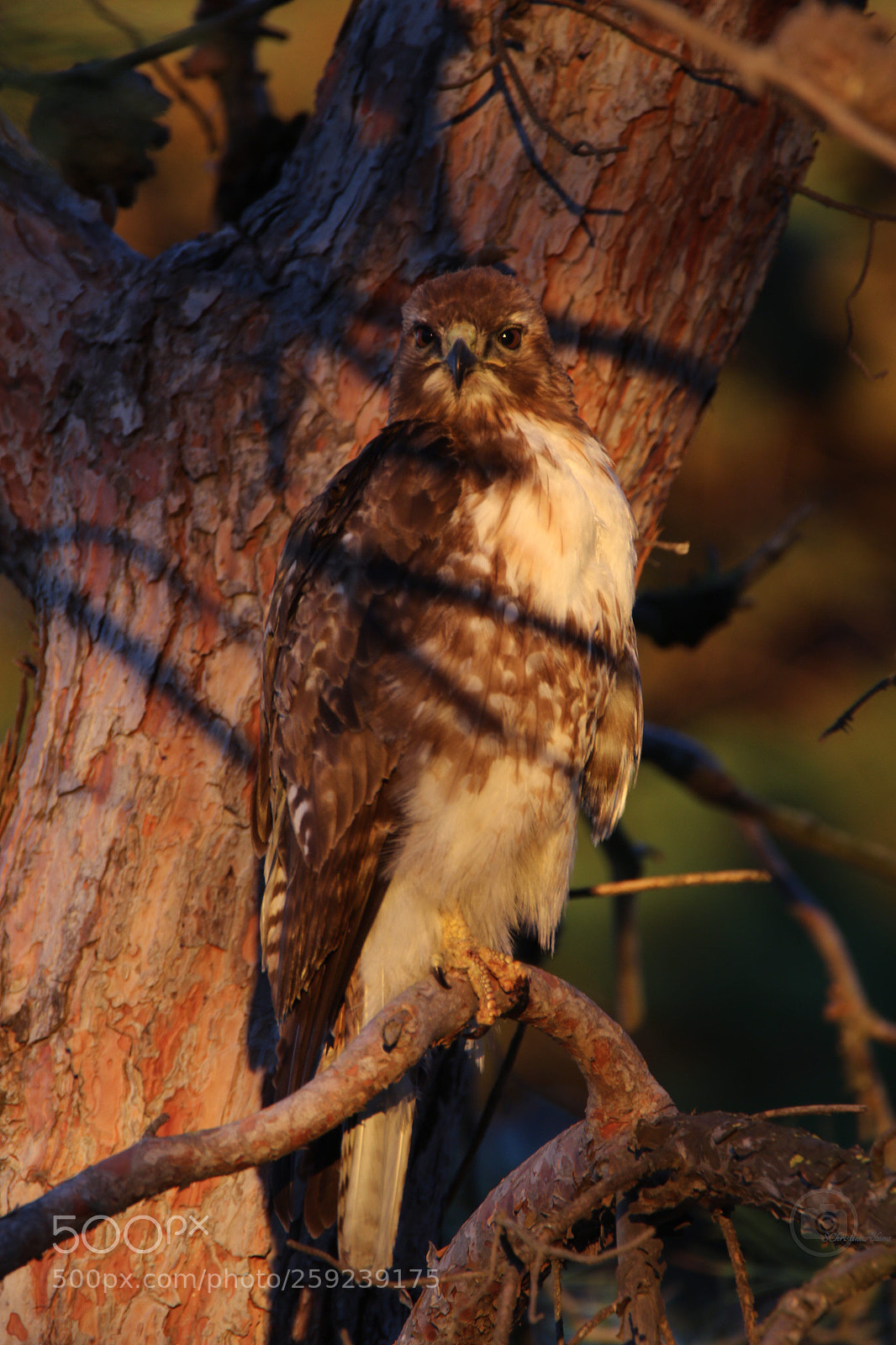 Canon EOS 7D Mark II sample photo. Red tail hawk adolescent photography