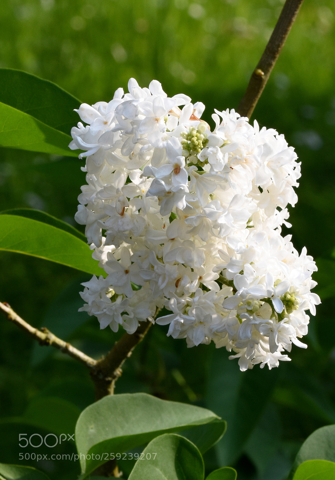 Nikon D7200 sample photo. Chambon flower photography