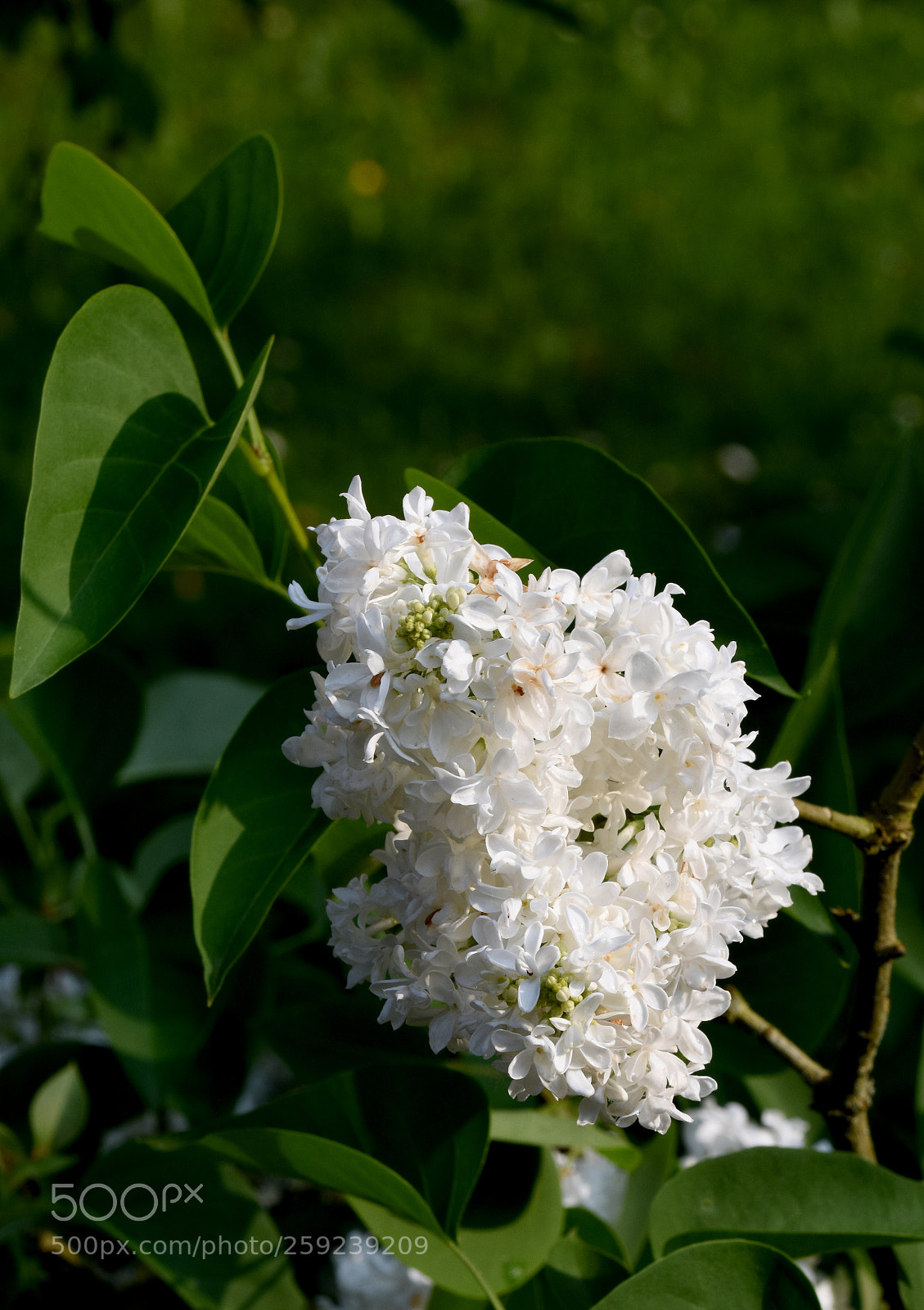Nikon D7200 sample photo. Chambon flower photography
