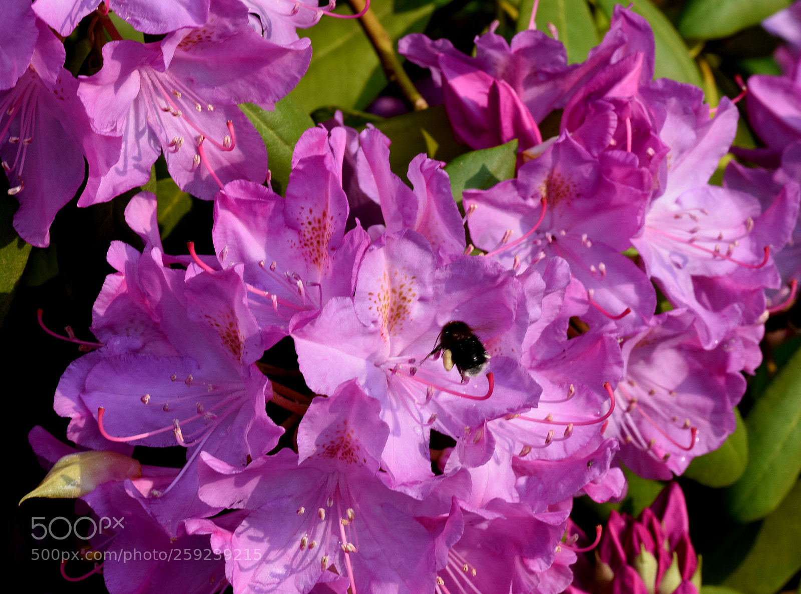 Nikon D7200 sample photo. Chambon flower photography