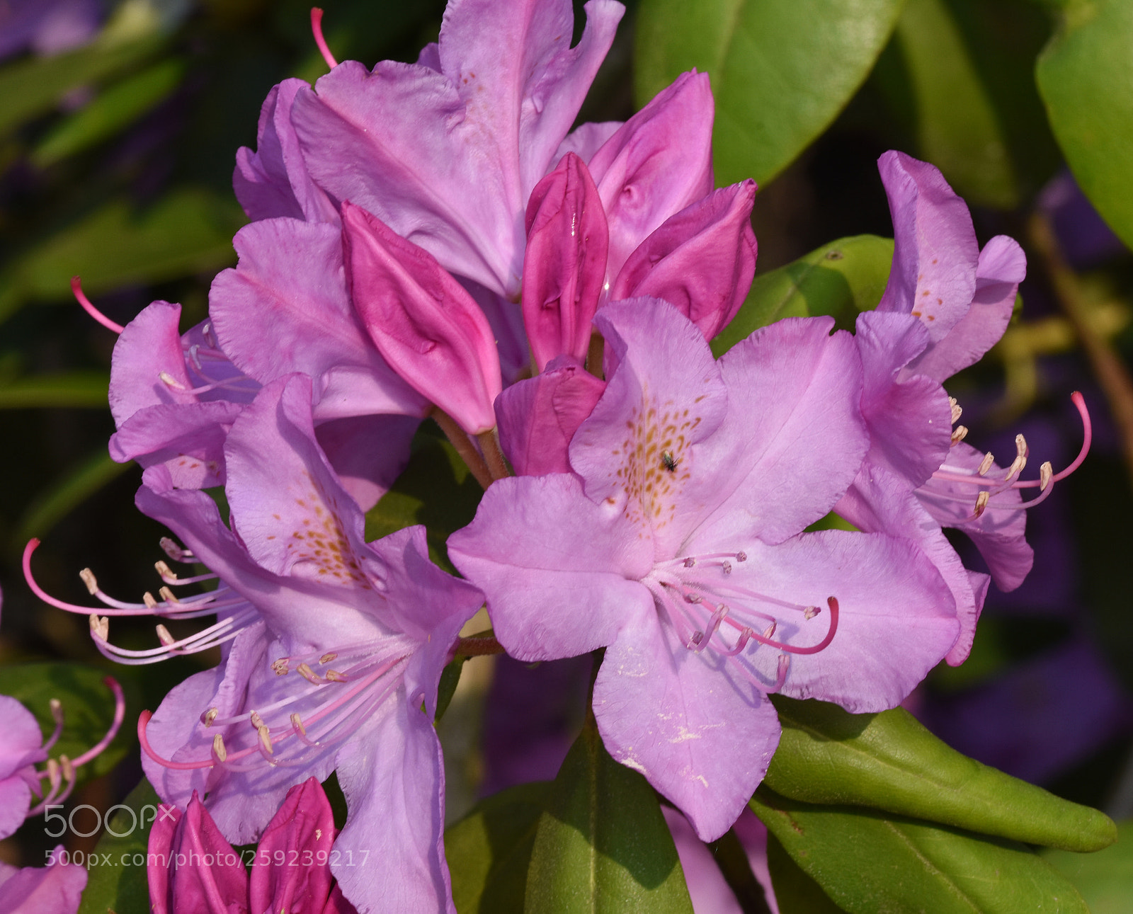 Nikon D7200 sample photo. Chambon flower photography