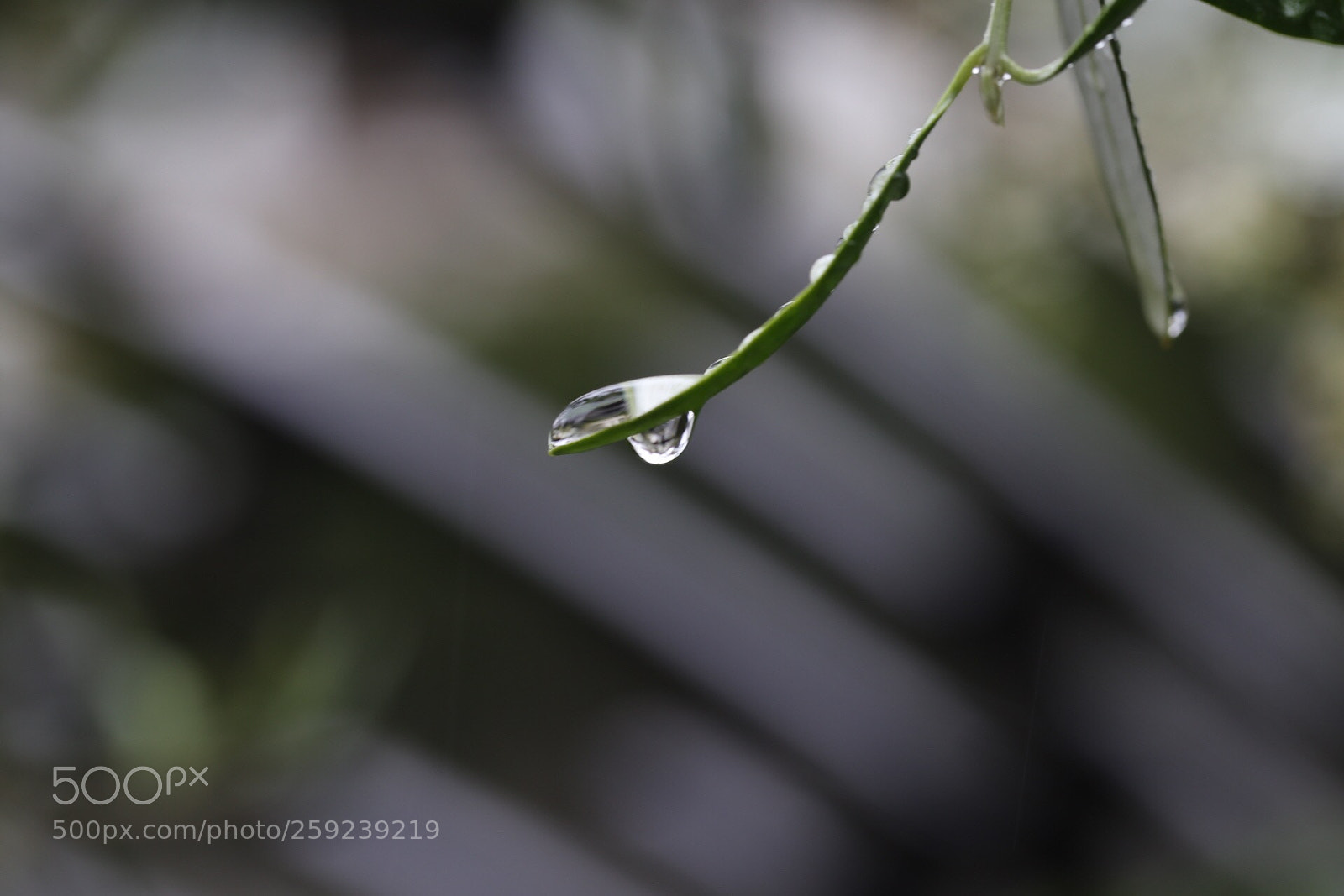 Canon EOS 6D sample photo. Olive and drop photography