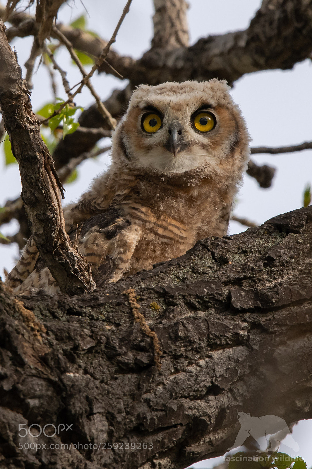 Nikon D850 sample photo. Great horned owlett photography