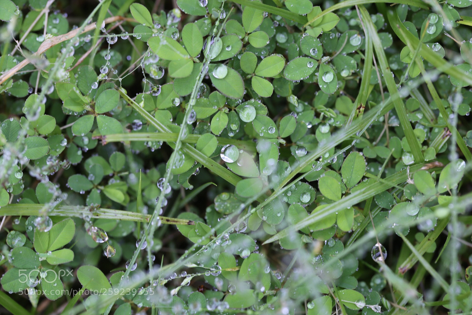 Canon EOS 6D sample photo. Drop of water photography