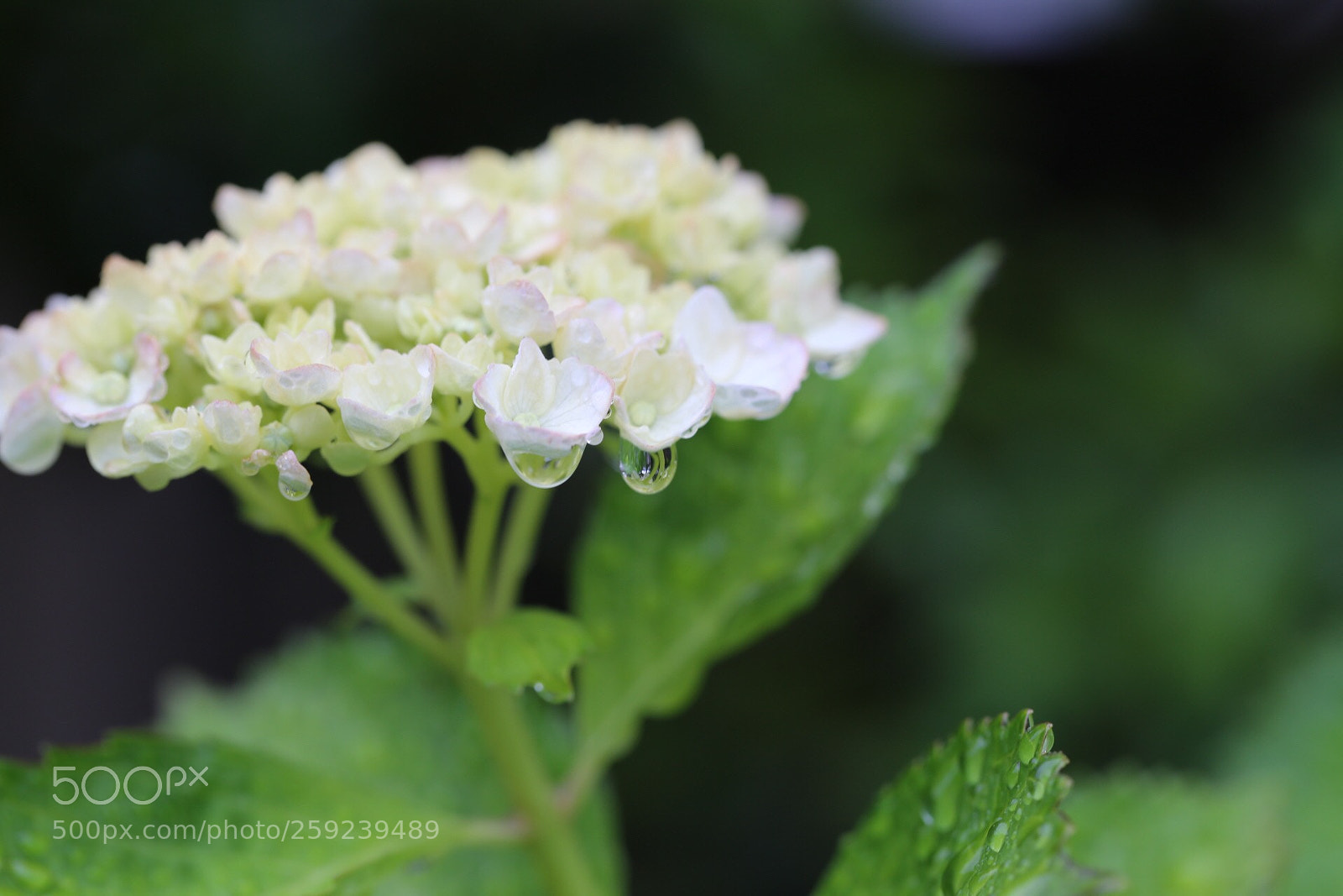 Canon EOS 6D sample photo. Hydrangea and drop photography