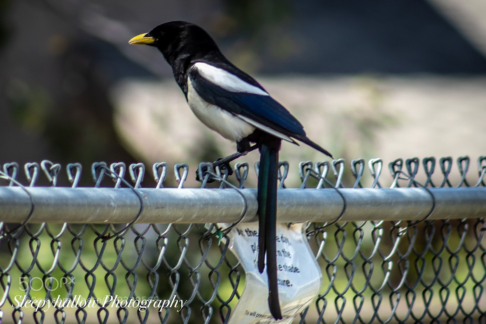 Canon EOS 1300D (EOS Rebel T6 / EOS Kiss X80) sample photo. Magpie photography