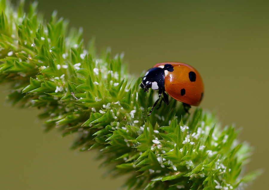 Pentax K20D sample photo. Ladybug photography