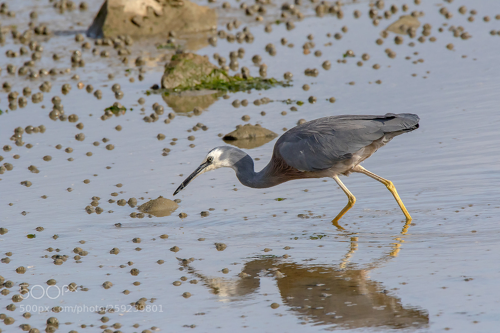 Canon EOS 7D Mark II sample photo. White faced heron photography