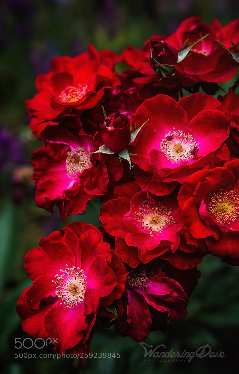Nikon D3200 sample photo. Crimson petals photography