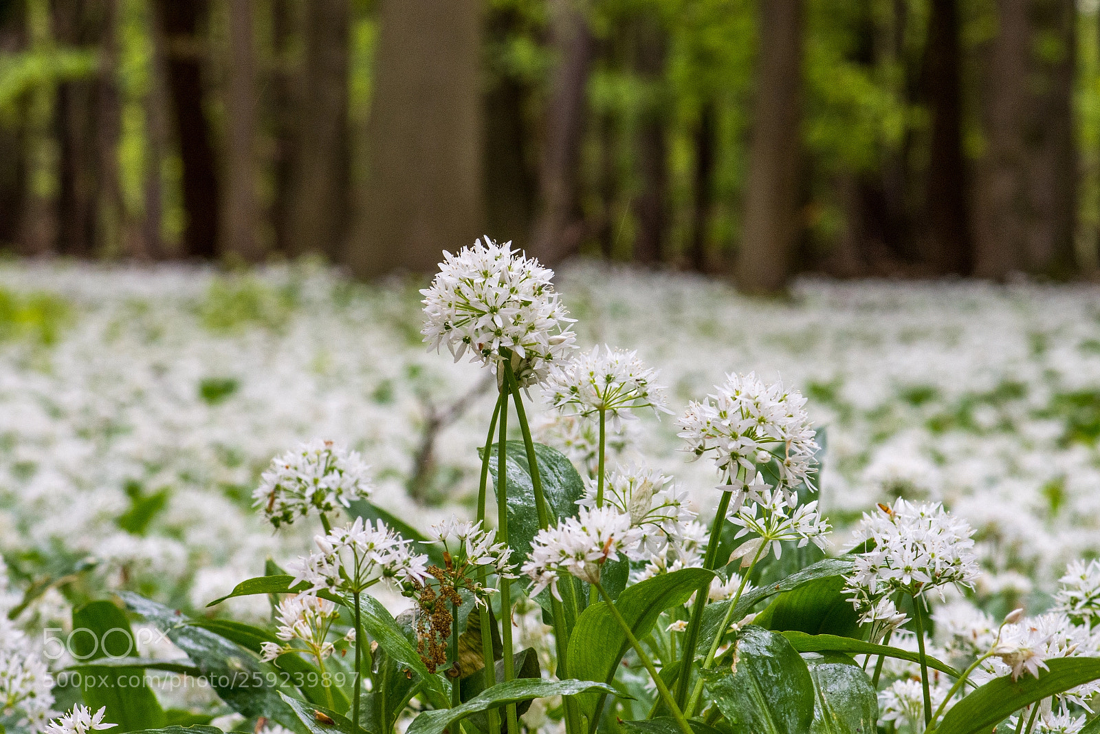 Nikon D7200 sample photo. Wild garlic photography