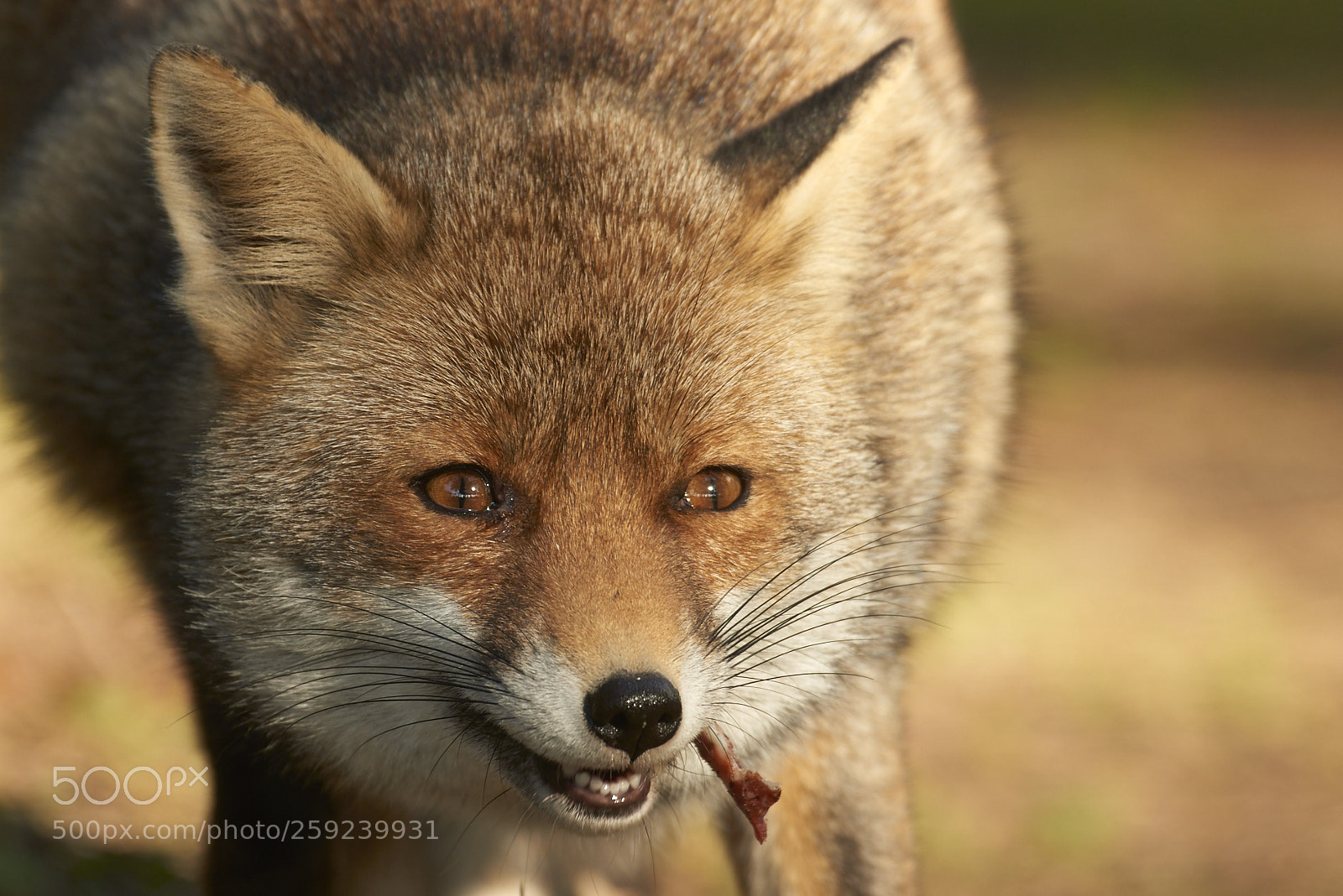 Nikon D800 sample photo. Fox eyes photography