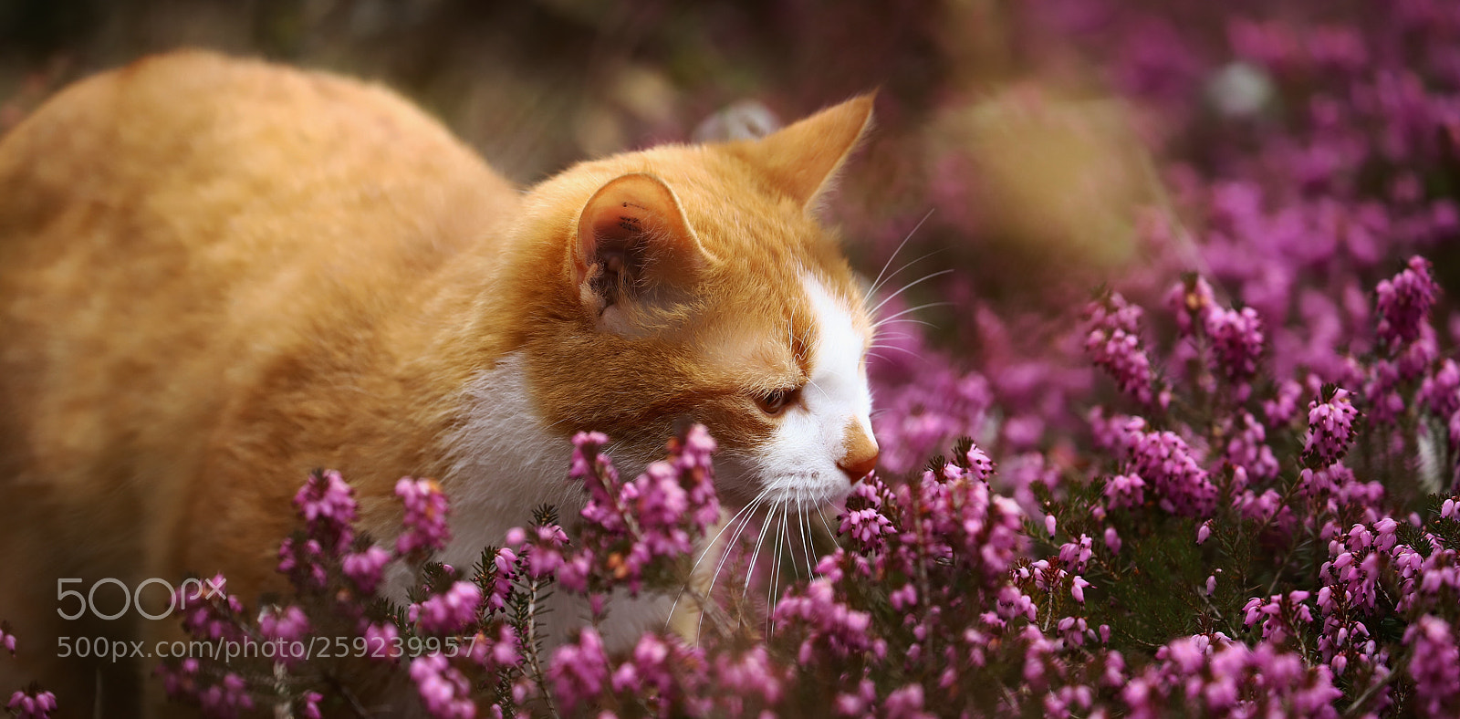 Canon EOS 6D Mark II sample photo. Flower-cat photography