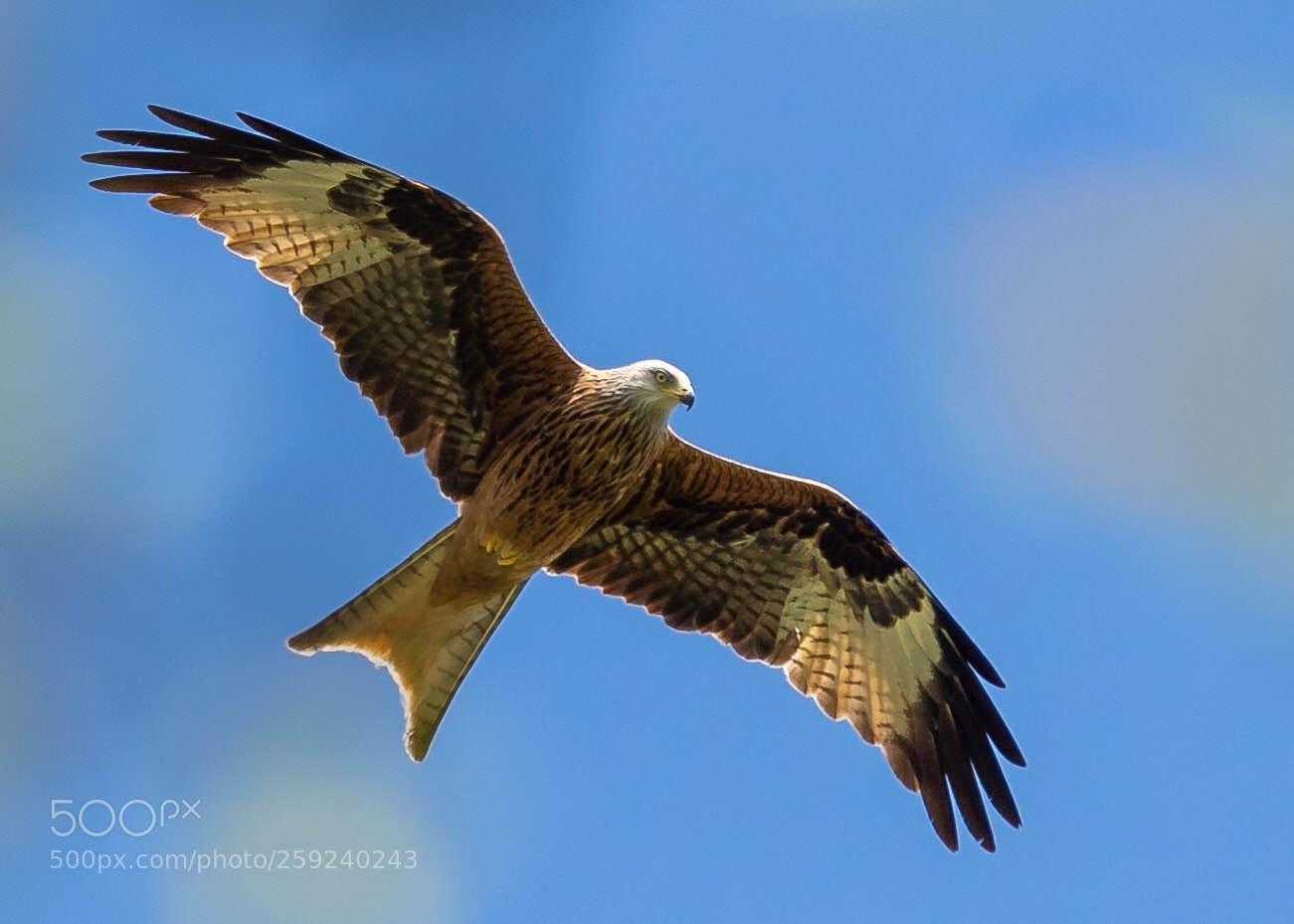 Sony a7 III sample photo. Milan auf der jagd photography