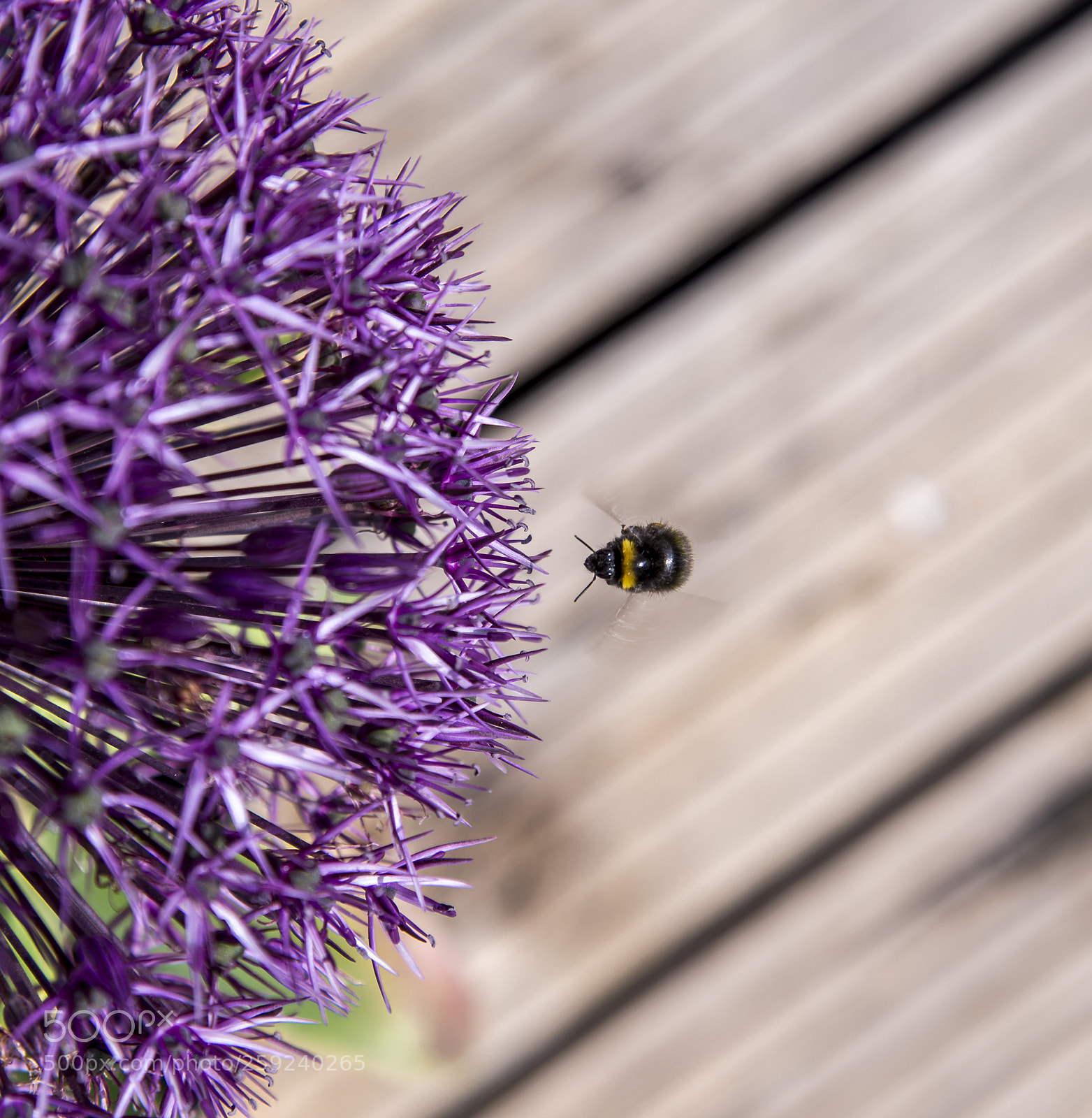 Nikon D600 sample photo. Buzzing moment photography