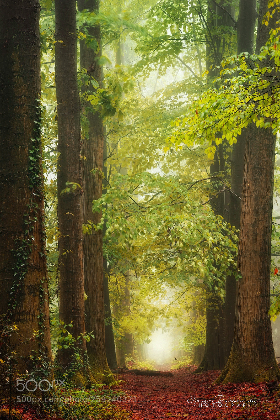 Nikon D750 sample photo. Nature's watercolour. photography