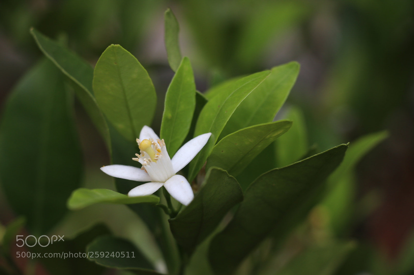Canon EOS 80D sample photo. The white photography