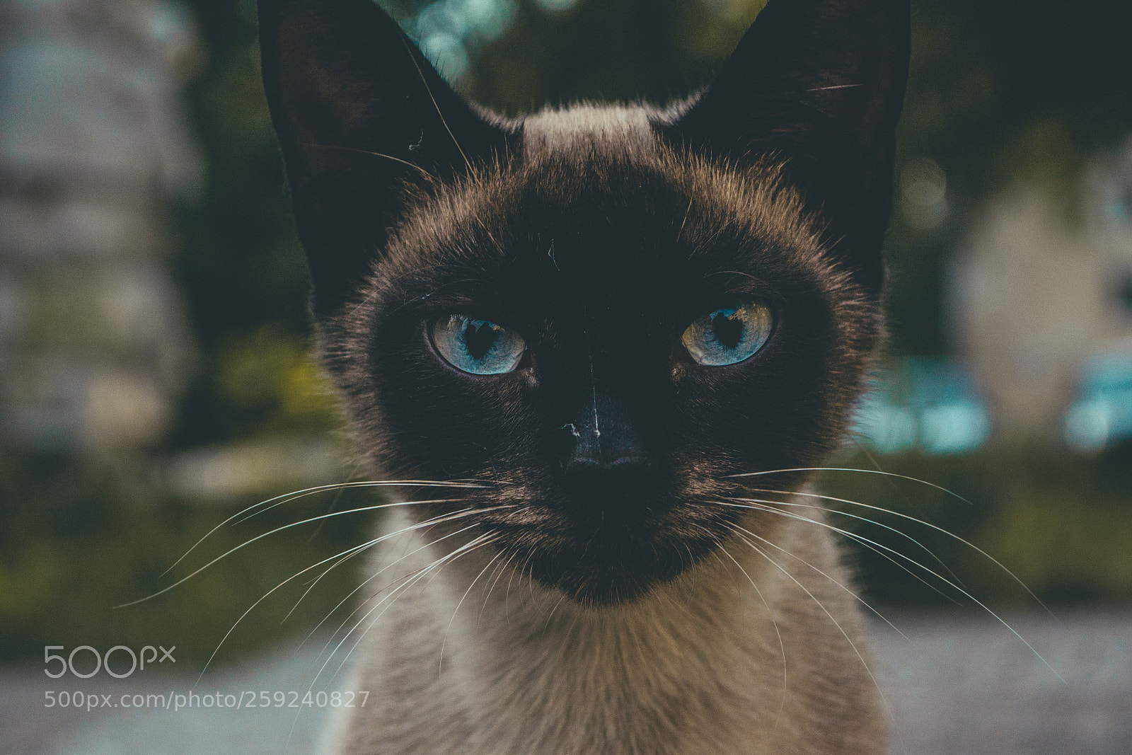 Nikon D3100 sample photo. Cat photography