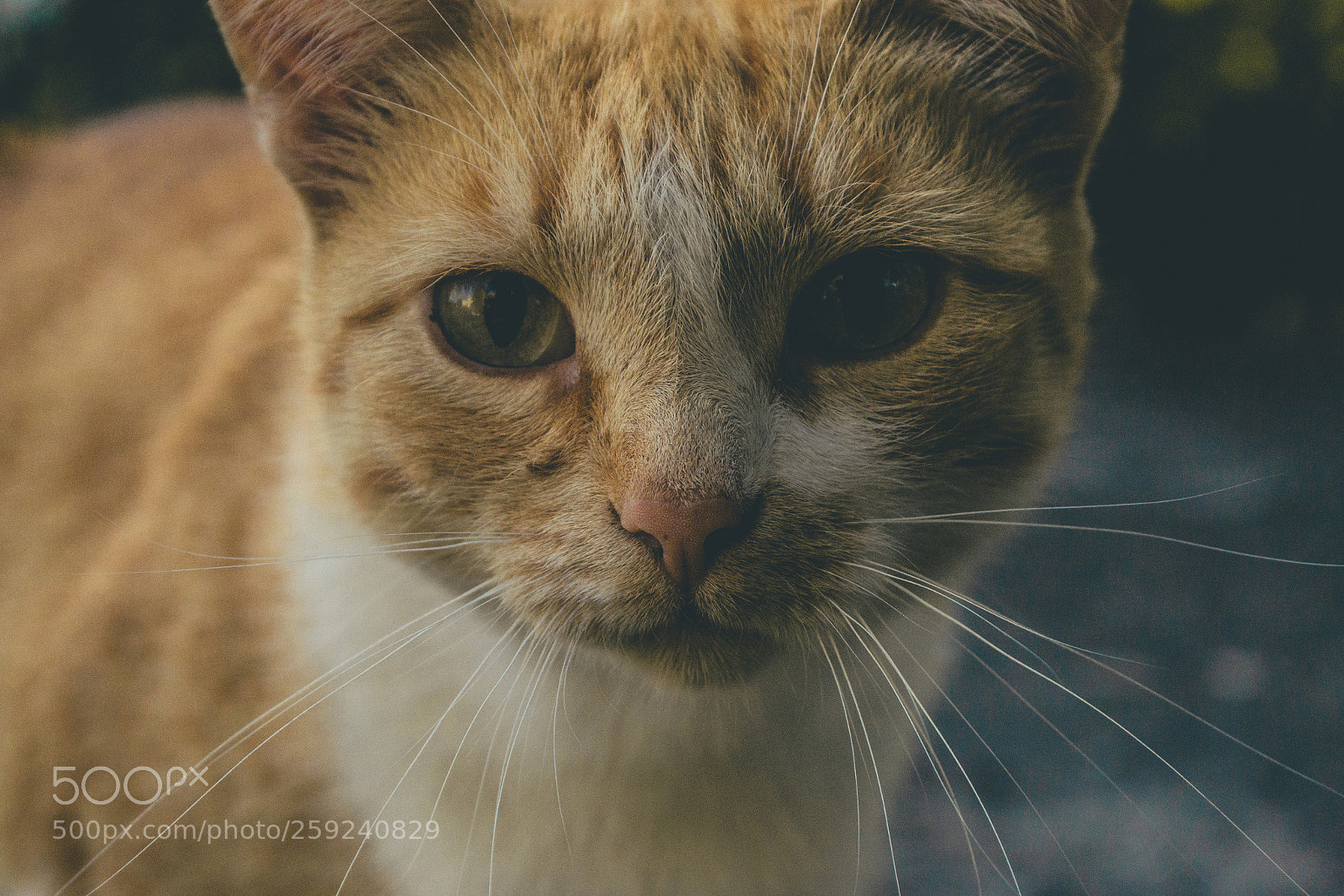 Nikon D3100 sample photo. Cat photography