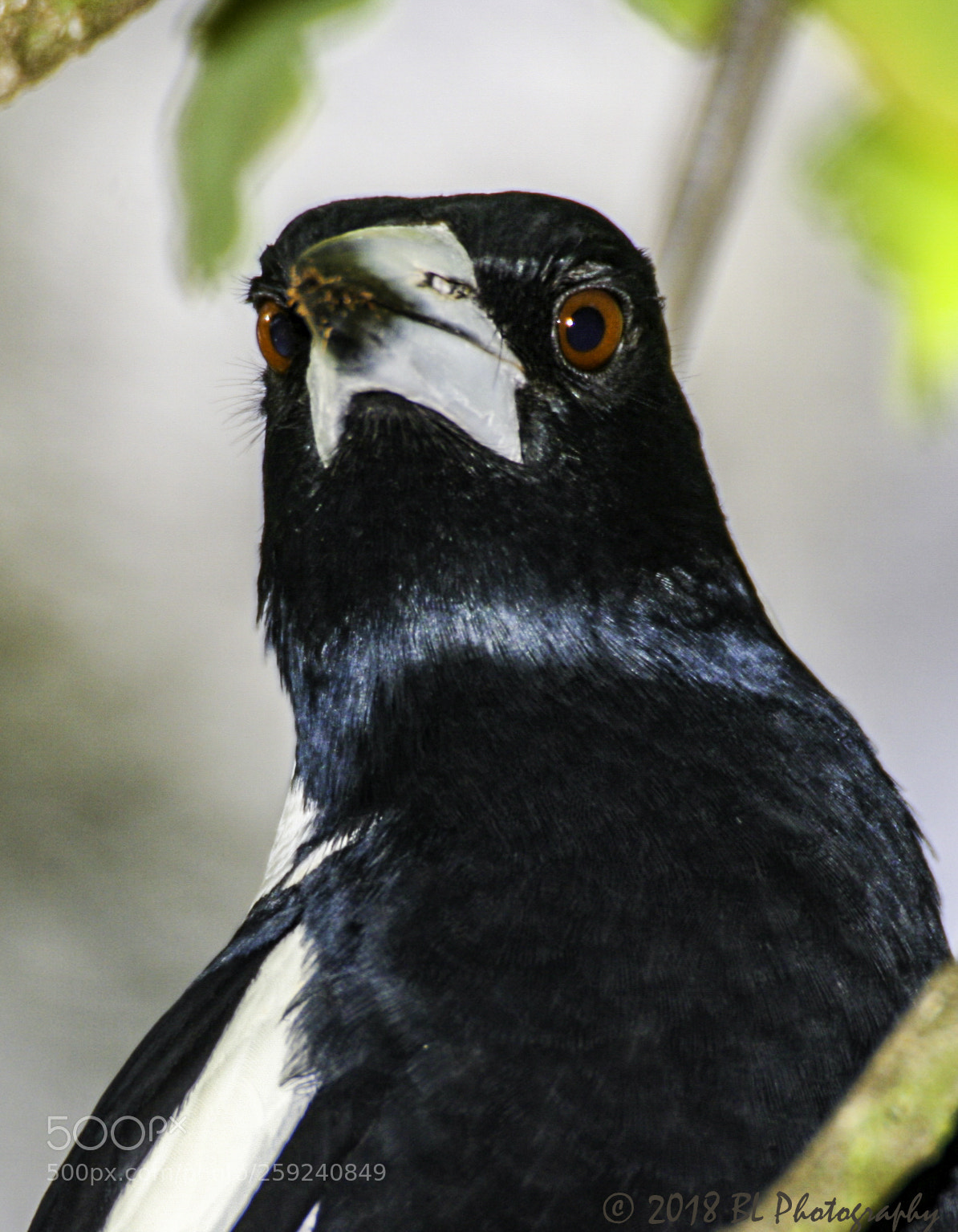 Canon EOS 350D (EOS Digital Rebel XT / EOS Kiss Digital N) sample photo. Australian magpie looking fierce photography