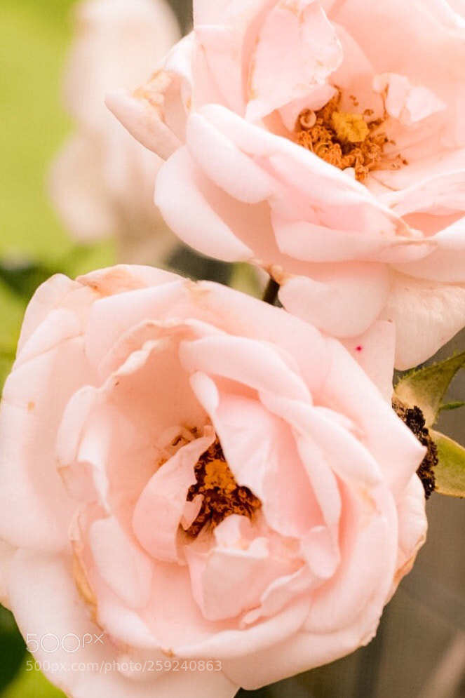 Nikon D5300 sample photo. Spring roses  photography