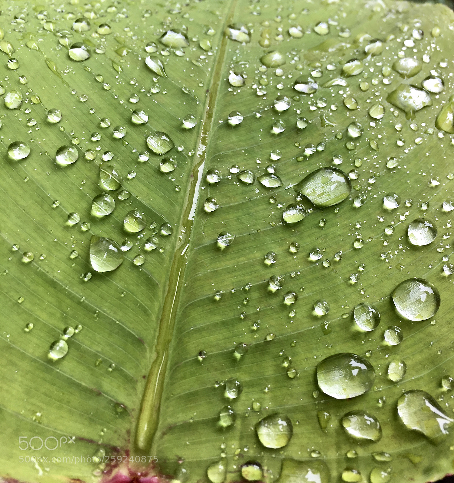 Apple iPhone 6s sample photo. Droplets photography