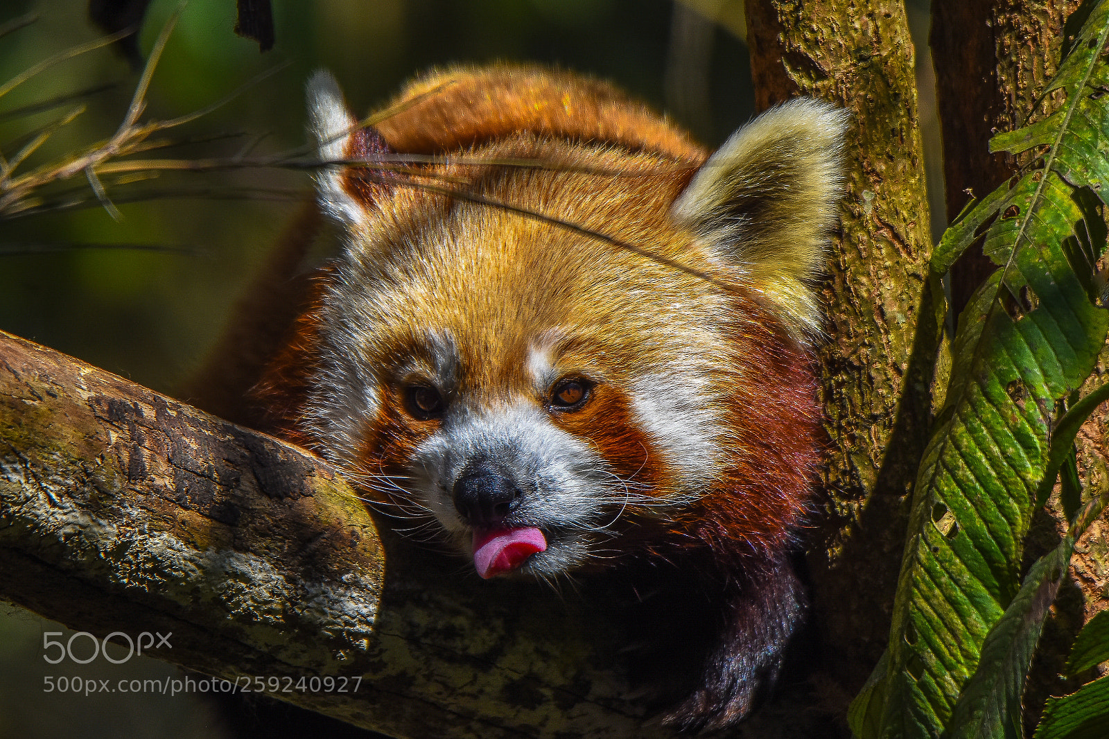Nikon D7200 sample photo. I am panda, and photography