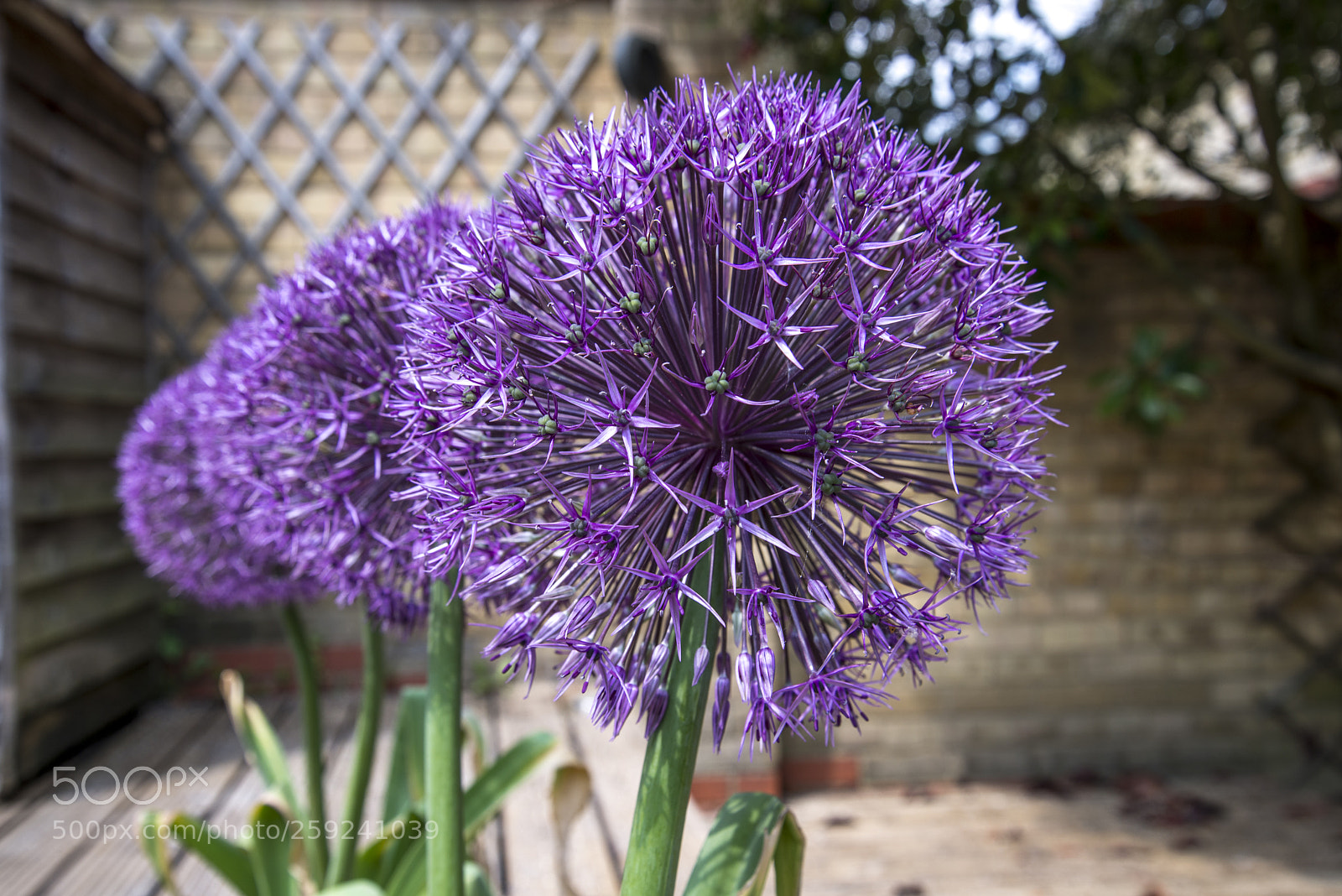 Nikon D600 sample photo. Allium trio photography