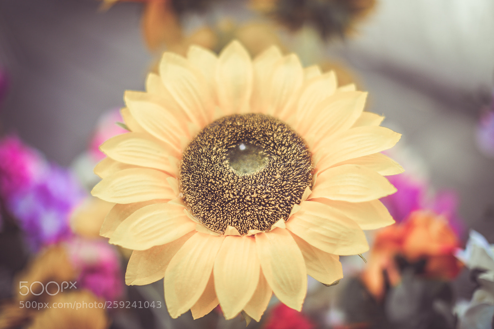 Canon EOS 5D Mark IV sample photo. Girasole photography