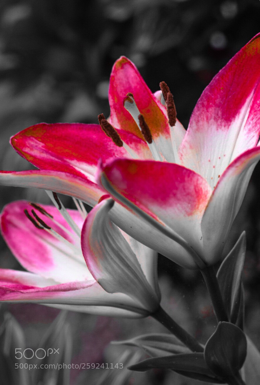 Nikon D5300 sample photo. Starr lilies photography