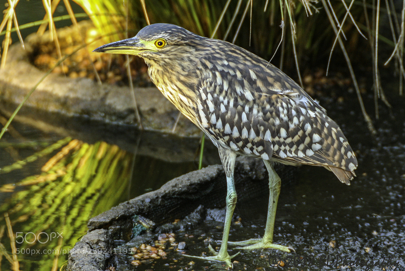 Canon EOS 350D (EOS Digital Rebel XT / EOS Kiss Digital N) sample photo. Juvenile nankeen night heron photography
